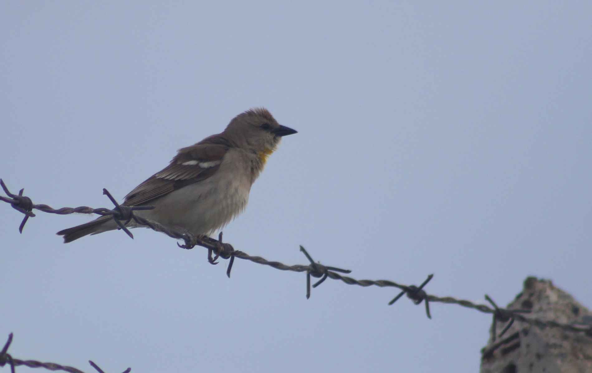 Yellow-throated Sparrow